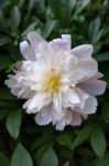 Peony,  Genus Paeonia Stock Photo