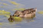 The Mother-duck And Her Chick Stock Photo