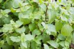 Mint Plant In Home Garden Stock Photo