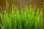 Wet Blades Of Grass Stock Photo