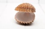 Clam Shell Isolated Stock Photo