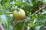 Plantation Of Tomatoes In The Organic Garden Stock Photo