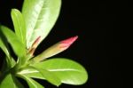 Pink Desert Rose Flowers Stock Photo