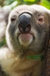 Koala By Itself In A Tree Stock Photo