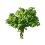 Tree Isolated  Stock Photo