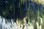 Ripe Grapes Hanging On Tree Display In Food Festival Stock Photo