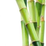 Bamboo Stock Photo