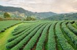 Landscape Of Green Tea Plantation Stock Photo