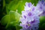 Water Hyacinth Flower Stock Photo