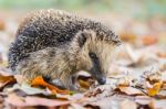 Hedgehog In Autumn Leaves Stock Photo