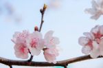 Cherry Blossom With Soft Focus, Sakura Season Background Stock Photo