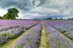 Lavender Field In Banstead Stock Photo