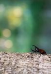 Rhinoceros Beetle Stock Photo