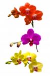 Orchid Isolated On White Background.orchid Set Stock Photo