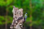 Gray-headed Woodpecker In A Spring Forest Stock Photo