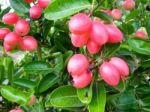 Carunda Or Karonda  (bengal-currants) Pink Fruit On Tree In The Garden.fruit For Health And High Vitamin Stock Photo