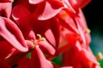 Macro Red Ixora Un Der Sun Light Stock Photo