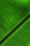 Closeup Banana Leaf Texture Stock Photo