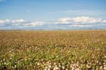 Cotton Field In Oakey, Queensland Stock Photo