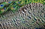 Male Green Peacock Feathers Stock Photo