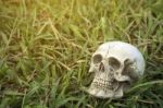 Still-life Of Human Skull On Grass Background Stock Photo