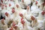 Sick Chicken Or Sad Chicken In Farm,epidemic, Bird Flu, Health Problems Stock Photo