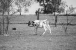 Country Cow  Stock Photo