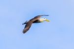 Waved Albatross Flying In Galapagos Stock Photo