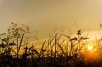 Landscape Of Grass And Flower With Yellow Sky Stock Photo