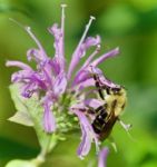 Background With A Honeybee Sitting On Flowers Stock Photo