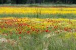 A Field Of Spring Flowers In Castiglione Del Lago Province Of Pe Stock Photo