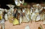 Diversity Of Butterfly Species,butterfly Eating Salt Licks On Ground Stock Photo