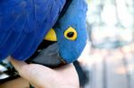 A Hyacinth Macaw Rubbing It S Beak With Hand Stock Photo