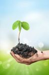 Plant In The Hand On Blur Bokeh Background Stock Photo