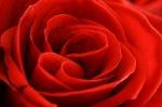 Red Rose Stock Photo