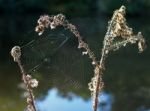 Spider's Webs In The Sussex Countryside Stock Photo