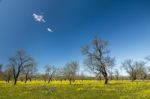 Almond Orchard In A Field Of Yellow Flowers Stock Photo