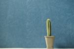 Isolated Cactus With Blue Background Stock Photo