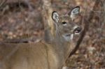 Photo Of A Cute Deer With A Tongue Stock Photo