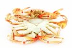 Steamed Crabs Stock Photo