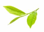 Tea Leaf Isolated On The White Background Stock Photo