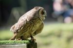 Tawny Owl (strix Aluco) Stock Photo