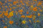 Yellow Cosmos Stock Photo