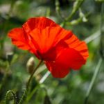 Poppies Flowering In Ronda Spain Stock Photo