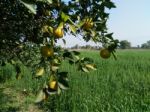 Fruit Tree Stock Photo