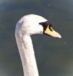 Beautiful Photo Of A Mute Swan In Water Stock Photo