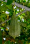 Angled Gourd Hanging On Vine Stock Photo