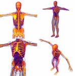 3d Rendering Medical Illustration Of The Human Skeleton Stock Photo