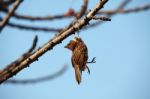 Dead Bird Hanging On Dry Tree Stock Photo