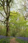 Bluebells In Staffhurst Woods Near Oxted Surrey Stock Photo